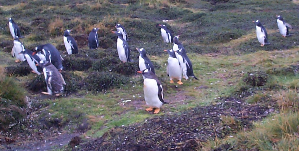 penguins 2