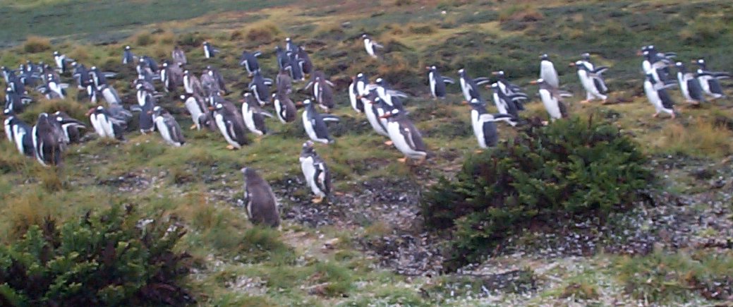 penguins 1